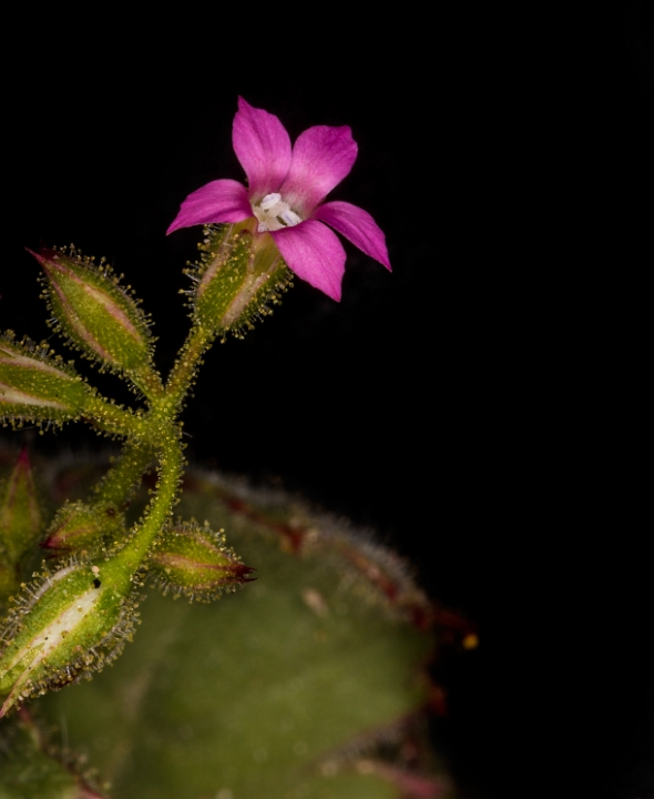 Gilia latifolia 16-6880.jpg